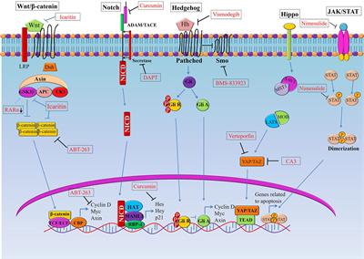 Therapeutic Strategies Against Cancer Stem Cells in Esophageal Carcinomas